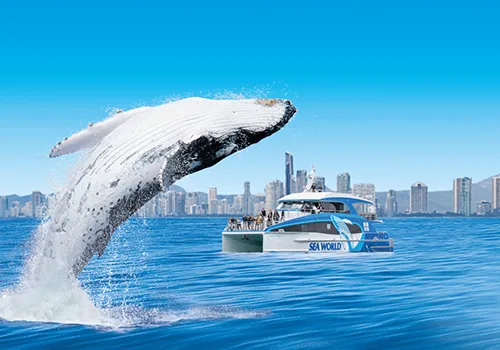 Sea World Cruises